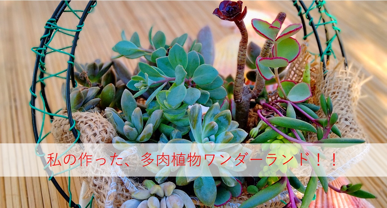 多肉植物アレンジメント教室－神戸市須磨区－花屋かじゅかじゅ